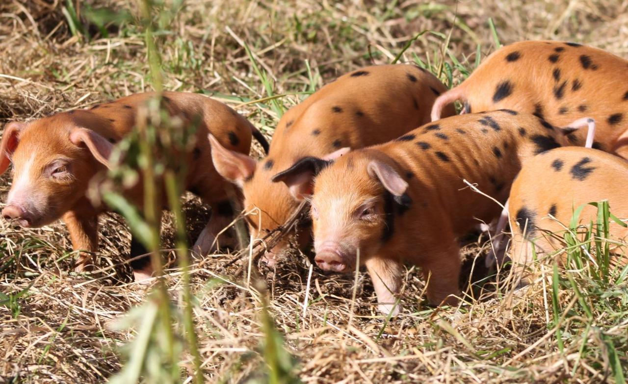 Bastle Retreats Farm Cottage دَنز المظهر الخارجي الصورة