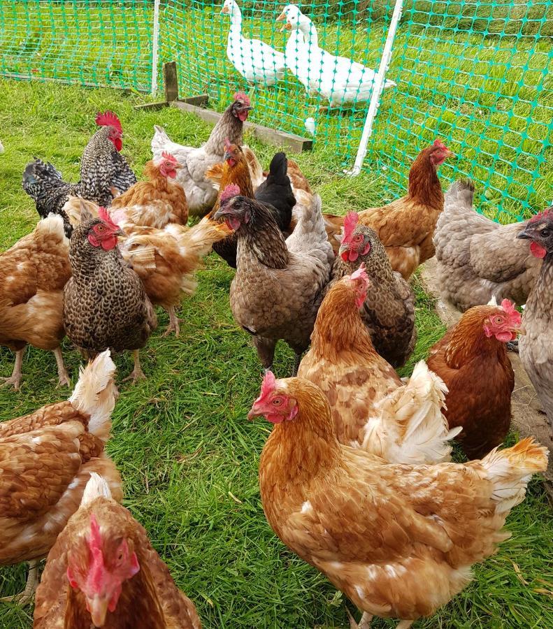 Bastle Retreats Farm Cottage دَنز المظهر الخارجي الصورة