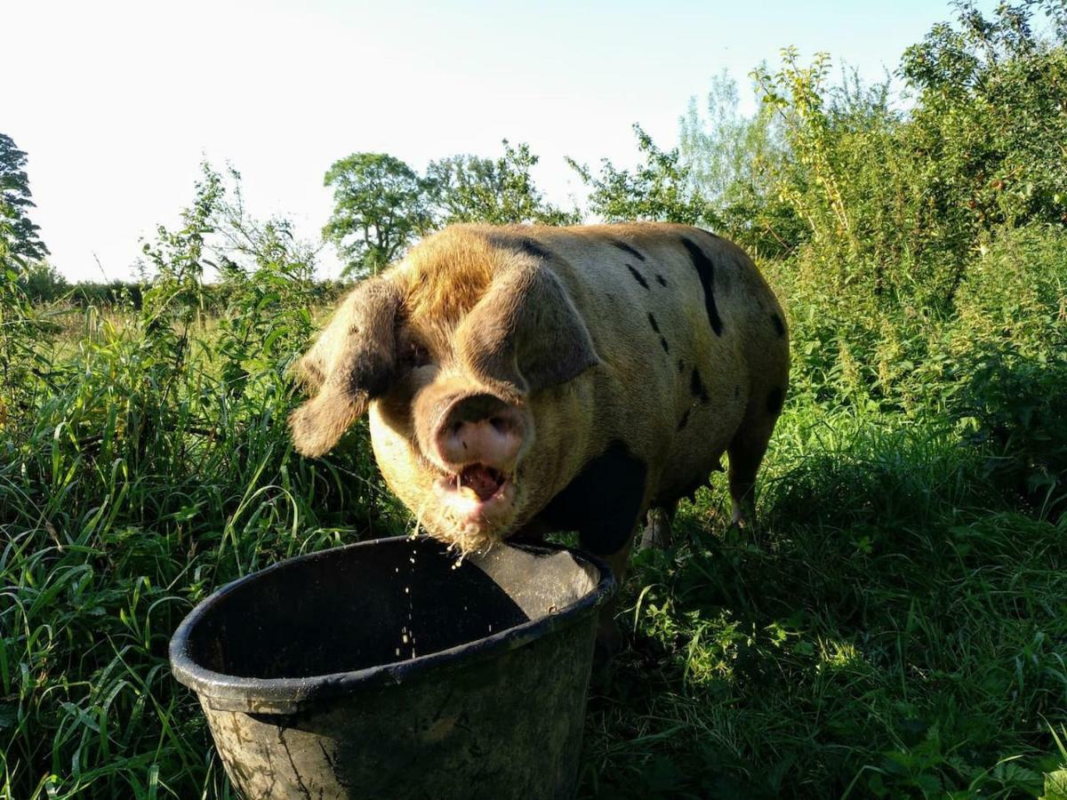 Bastle Retreats Farm Cottage دَنز المظهر الخارجي الصورة